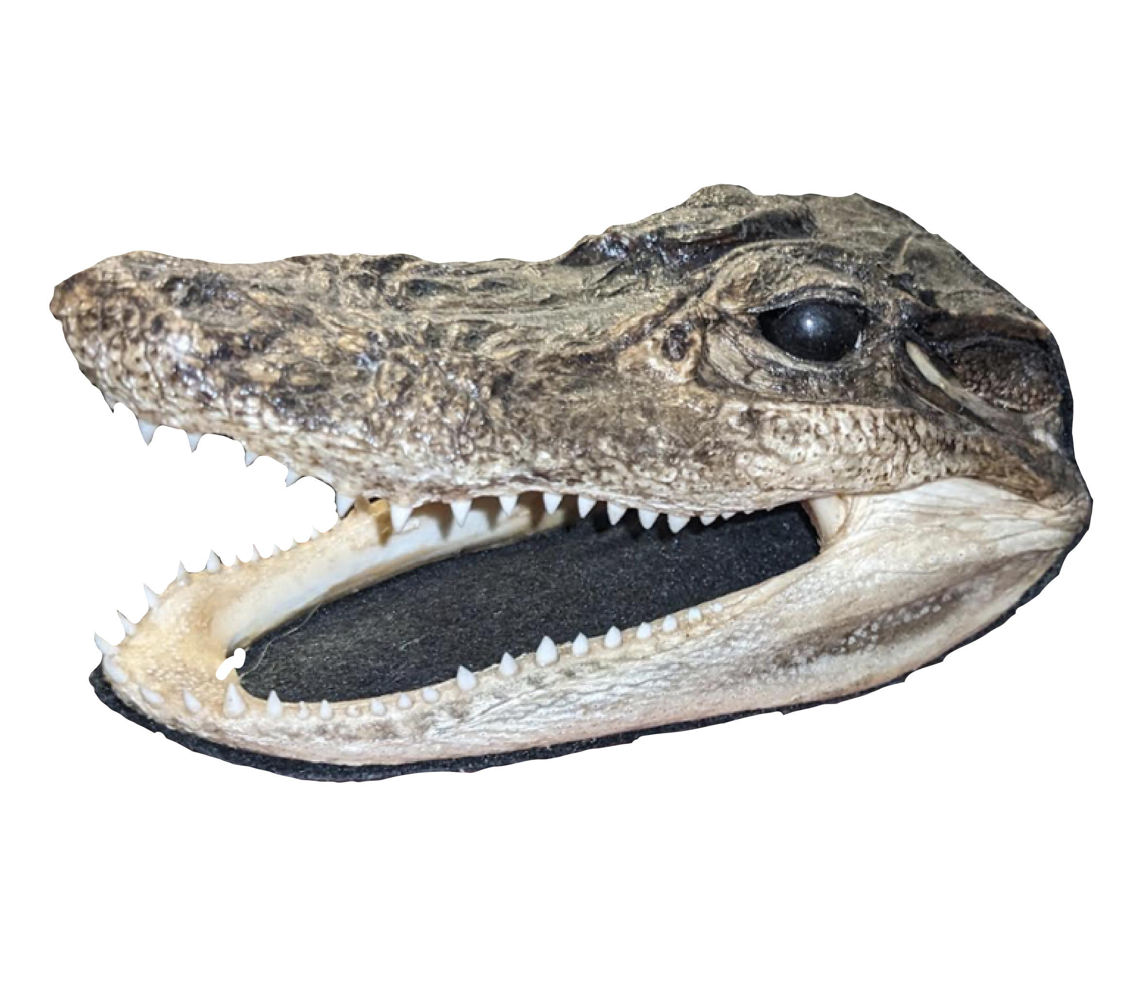 alligator head